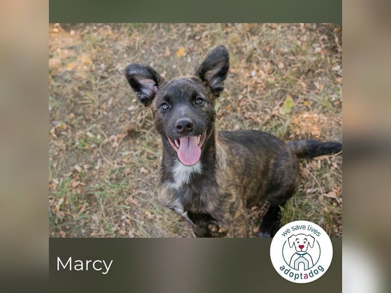 Marcy: Hundekind sucht ein Zuhause
