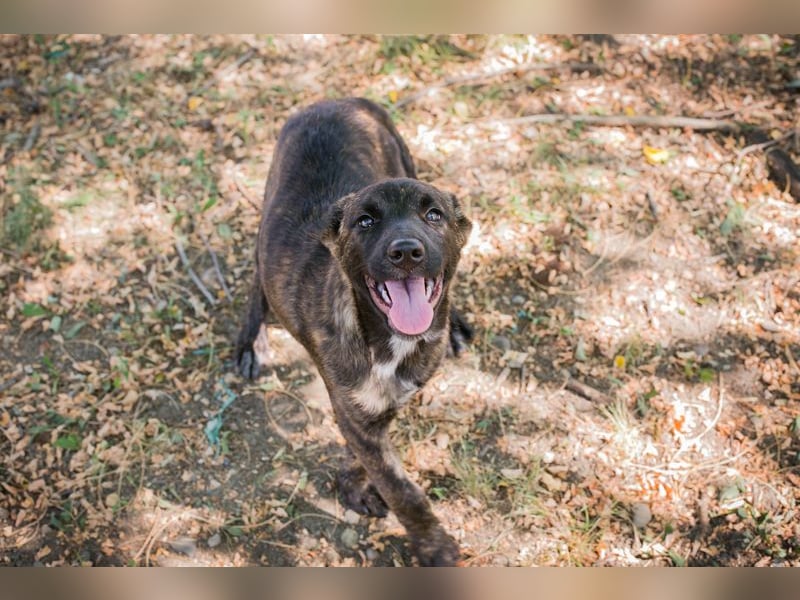 Marcy: Hundekind sucht ein Zuhause