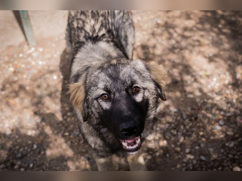 Nada: Hundekind sucht ein Zuhause