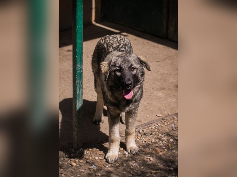 Nada: Hundekind sucht ein Zuhause