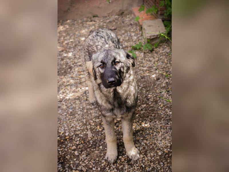 Nada: Hundekind sucht ein Zuhause