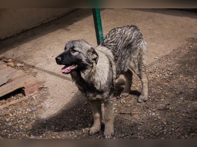 Nada: Hundekind sucht ein Zuhause