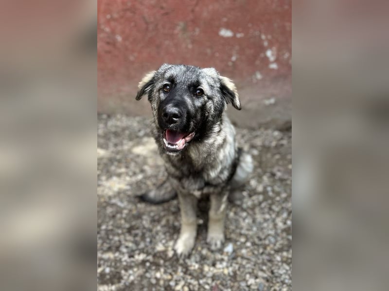 Nada: Hundekind sucht ein Zuhause