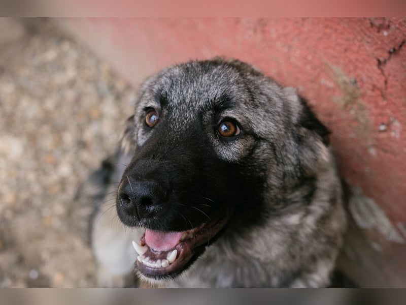 Nada: Hundekind sucht ein Zuhause