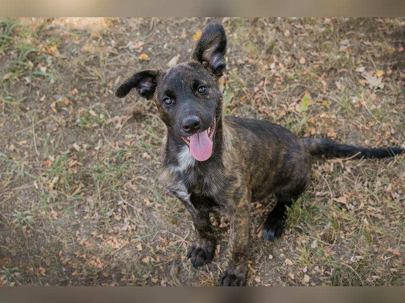 Marcy: Hundekind sucht ein Zuhause