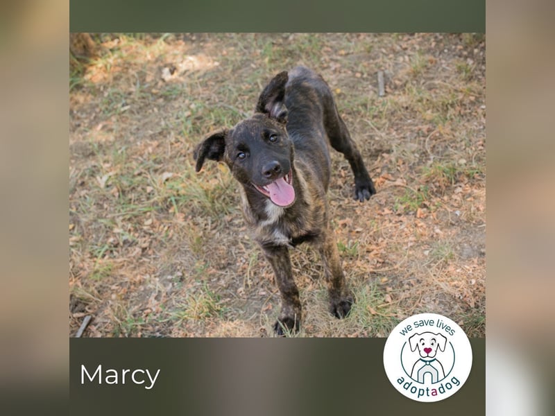 Marcy: Hundekind sucht ein Zuhause