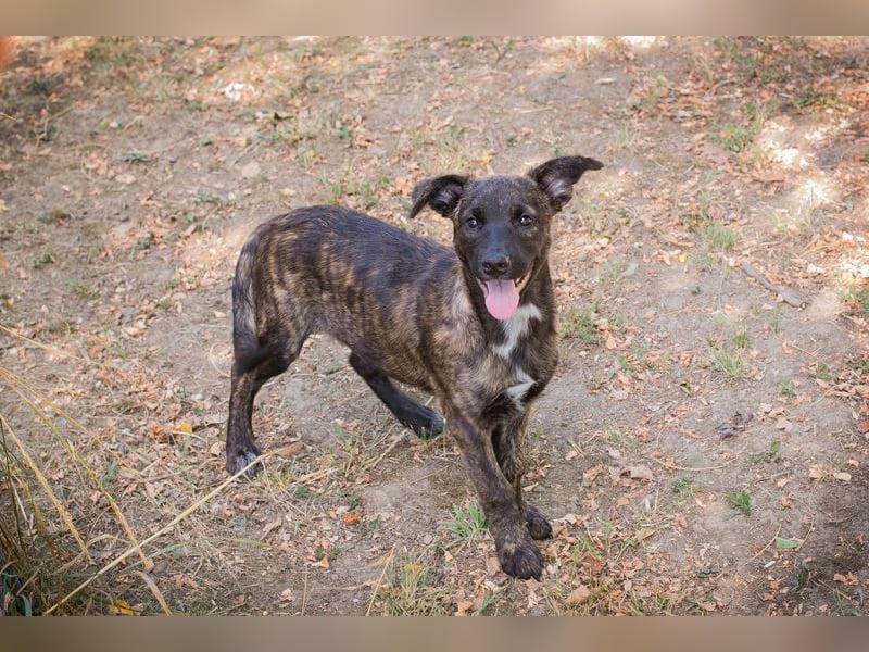 Marcy: Hundekind sucht ein Zuhause