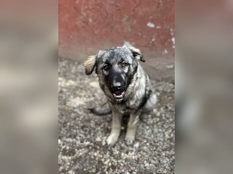 Nada: Hundekind sucht ein Zuhause