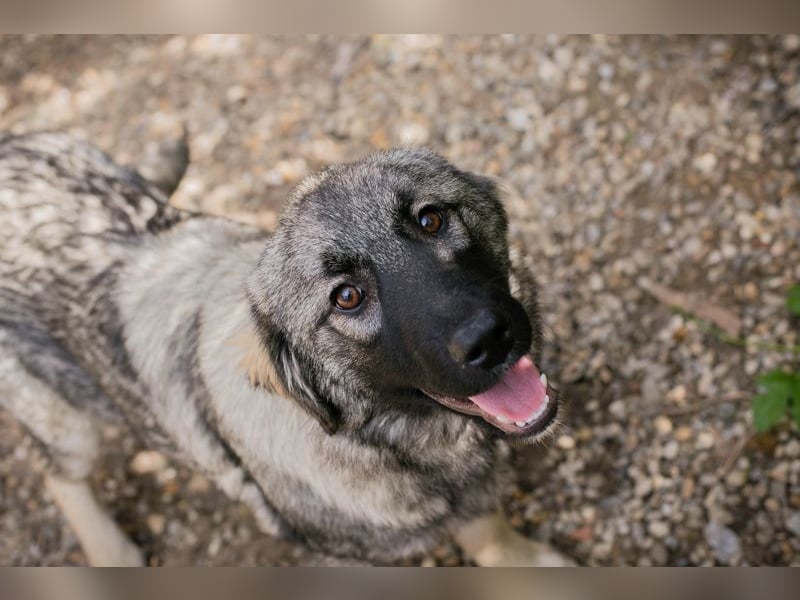 Nada: Hundekind sucht ein Zuhause
