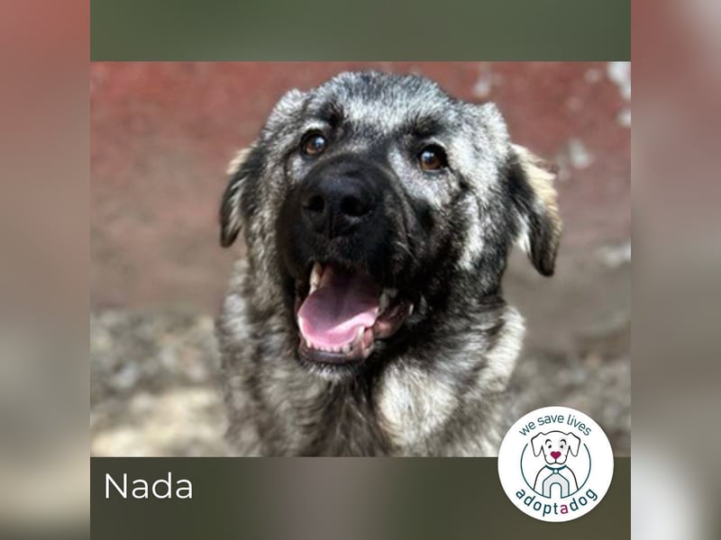 Nada: Hundekind sucht ein Zuhause