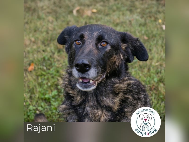 Rajani: Verspieltes Herz sucht Zuhause