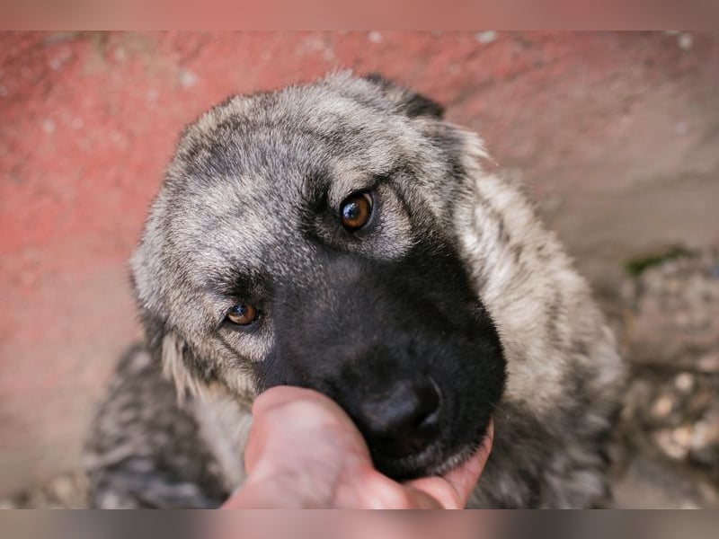 Nada: Hundekind sucht ein Zuhause