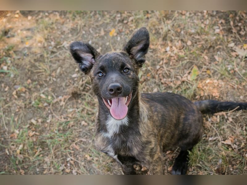 Marcy: Hundekind sucht ein Zuhause