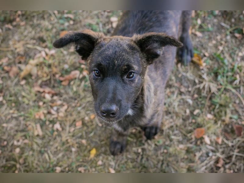 Marcy: Hundekind sucht ein Zuhause