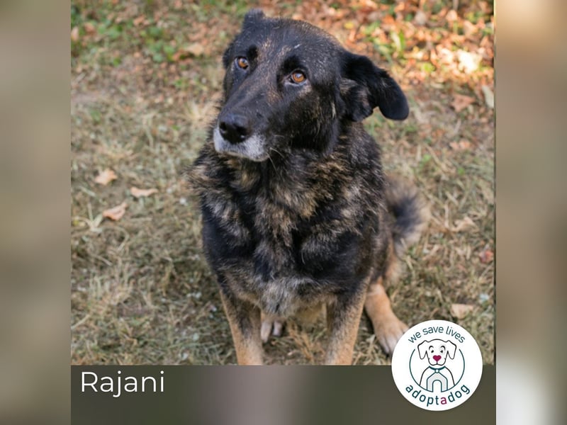 Rajani: Verspieltes Herz sucht Zuhause