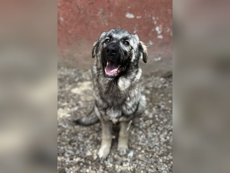 Nada: Hundekind sucht ein Zuhause
