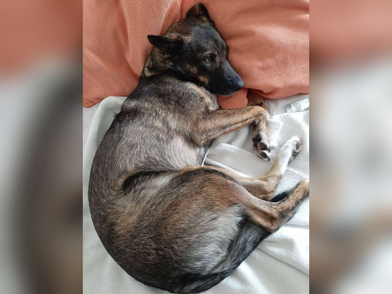 Pepper sucht aktive Menschen