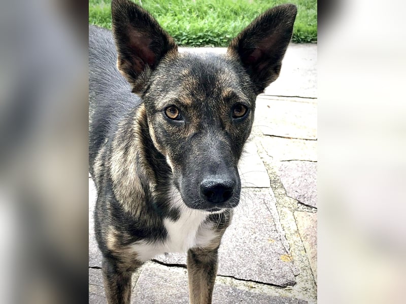 Pepper sucht aktive Menschen