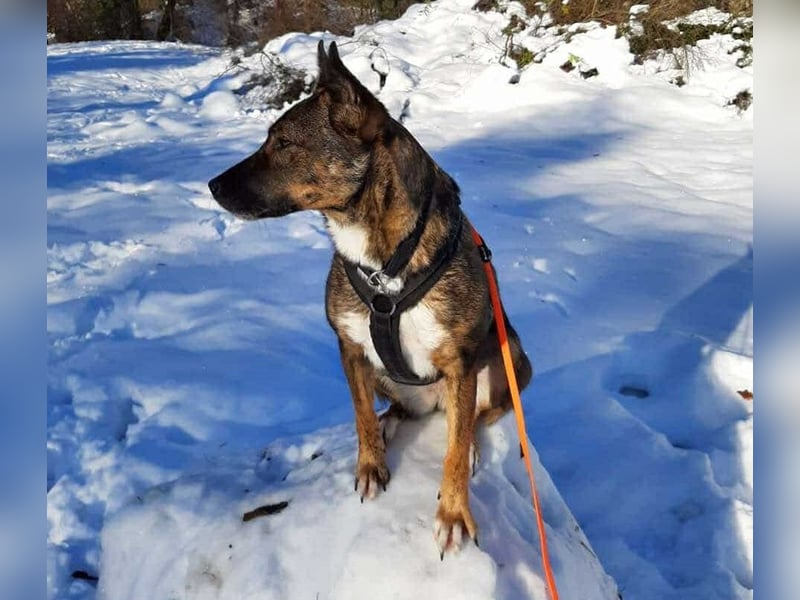Pepper sucht aktive Menschen