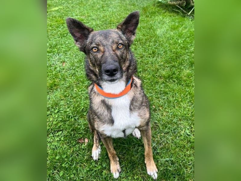 Pepper sucht aktive Menschen