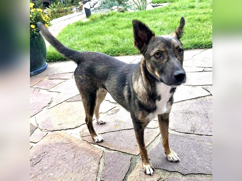 Pepper sucht aktive Menschen