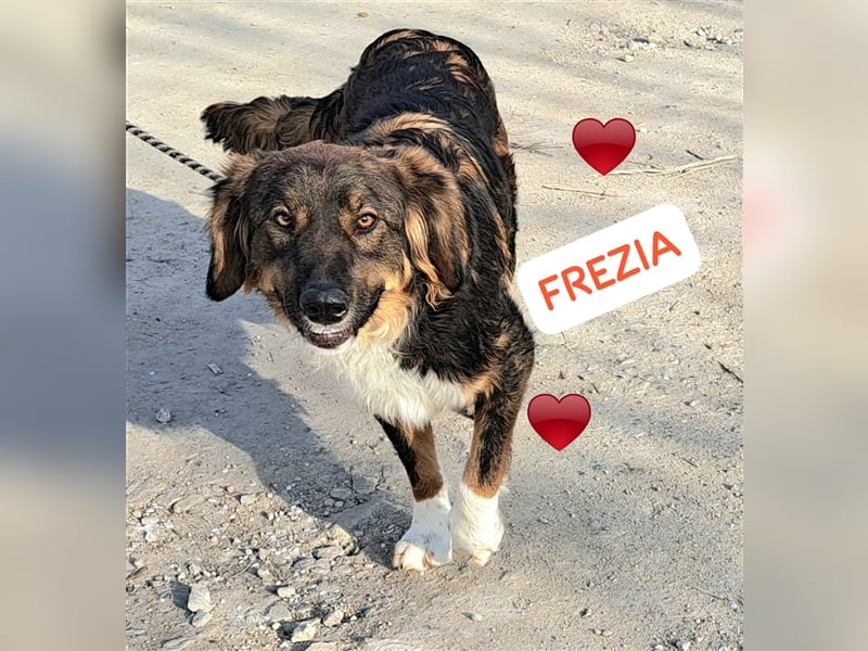 Frezia , nee ganz liebe Maus, möchte Rumänien ganz schnell verlassen