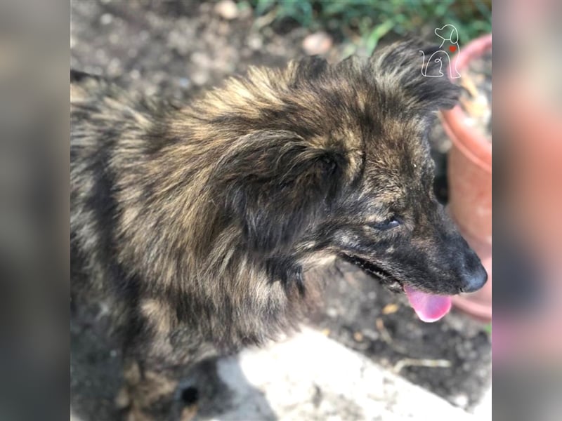 Pina - ca. 2 Jahre jung - sucht ihre Menschen