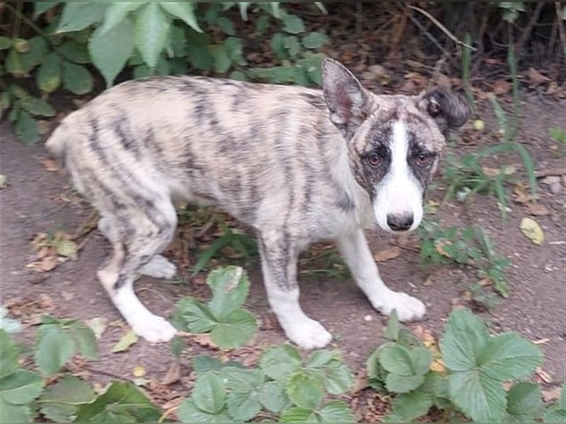 Cassie - die mit den tollen Ohren