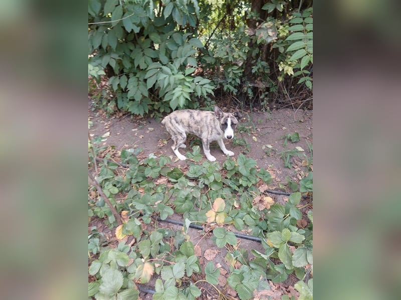 Cassie - die mit den tollen Ohren