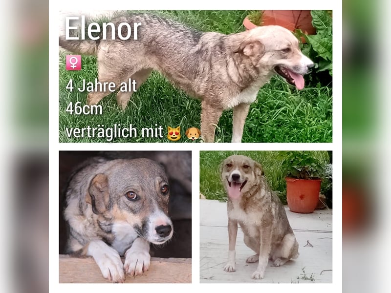 Elenor 46cm, süsses Hundemädel möchte Rumänien gerne verlassen
