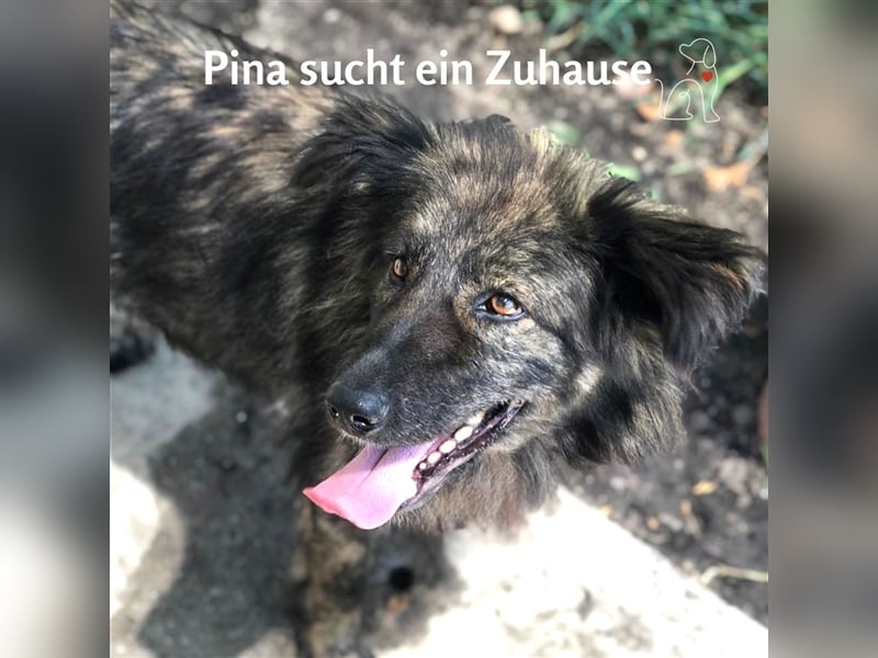 Pina - ca. 2 Jahre jung - sucht ihre Menschen