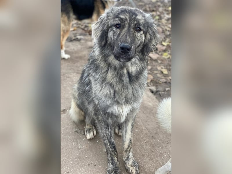 Tani, geb. ca. 01/2022, lebt in GRIECHENLAND, im städt. Tierheim Serres