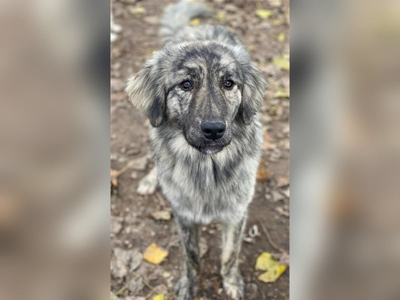 Tani, geb. ca. 01/2022, lebt in GRIECHENLAND, im städt. Tierheim Serres