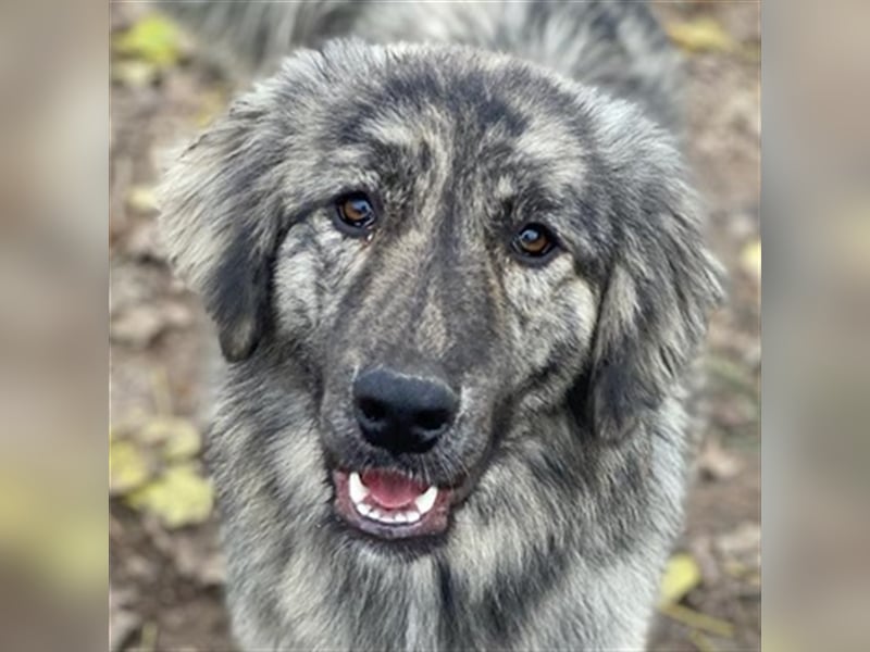 Tani, geb. ca. 01/2022, lebt in GRIECHENLAND, im städt. Tierheim Serres