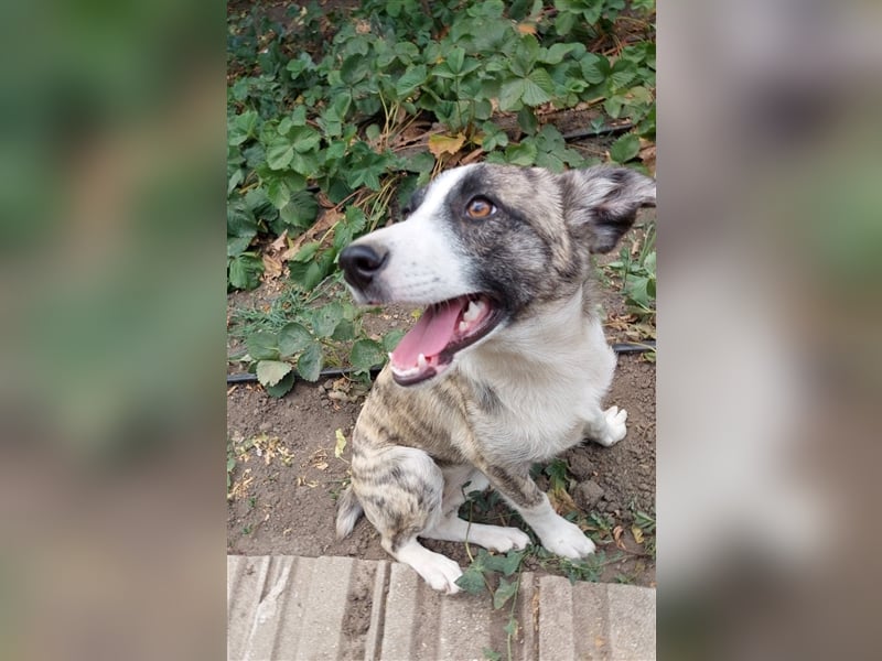 Cassie - die mit den tollen Ohren