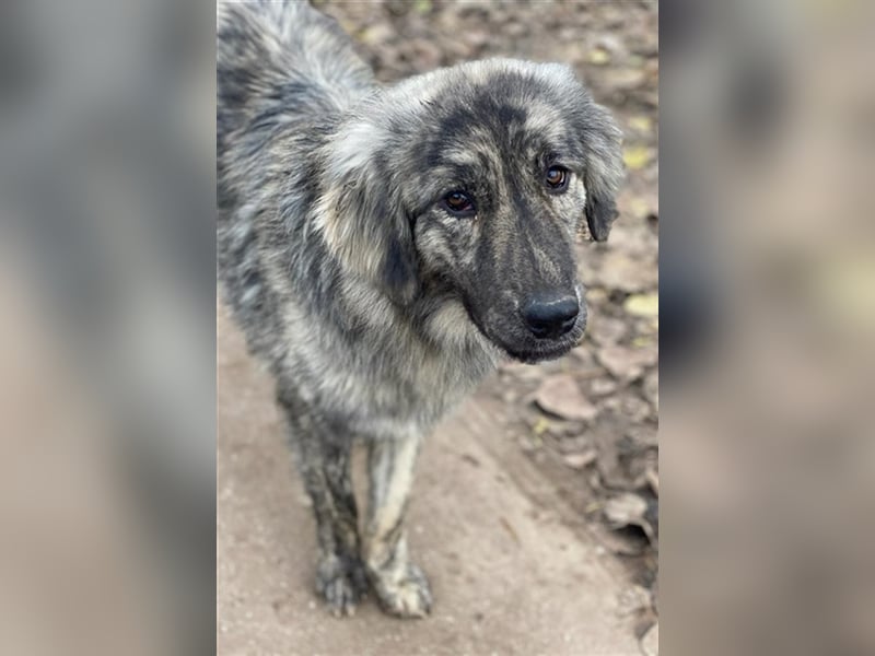Tani, geb. ca. 01/2022, lebt in GRIECHENLAND, im städt. Tierheim Serres