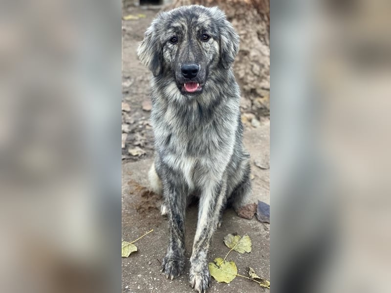 Tani, geb. ca. 01/2022, lebt in GRIECHENLAND, im städt. Tierheim Serres