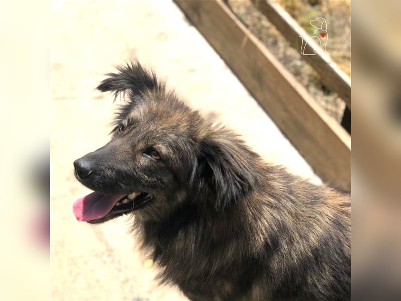 Pina - ca. 2 Jahre jung - sucht ihre Menschen