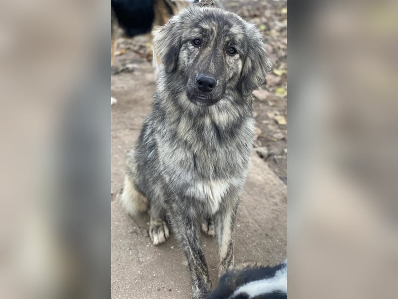 Tani, geb. ca. 01/2022, lebt in GRIECHENLAND, im städt. Tierheim Serres