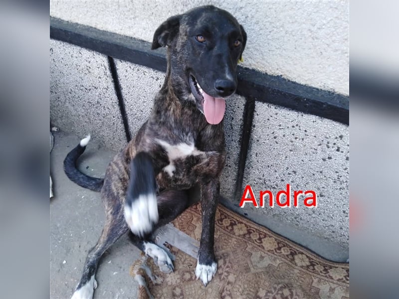 ANDRA ❤  sucht: Zuhause oder Pflegestelle