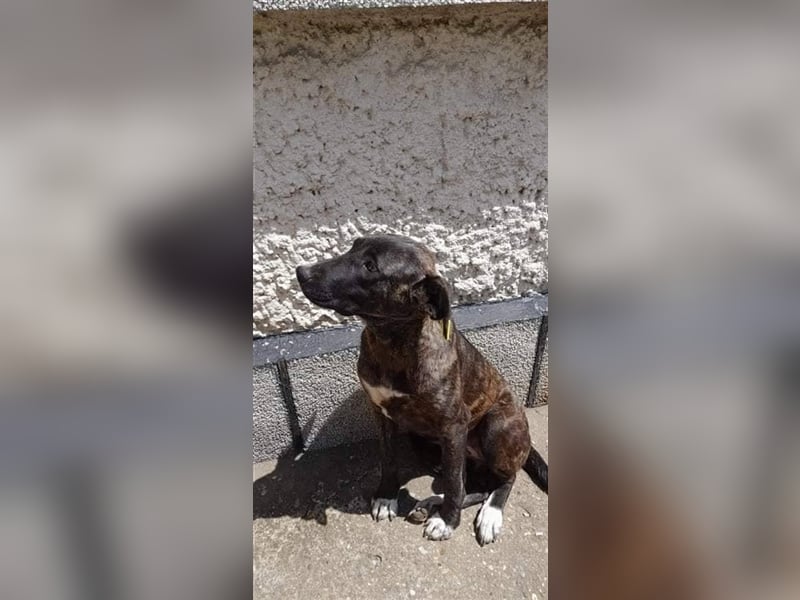ANDRA ❤  sucht: Zuhause oder Pflegestelle