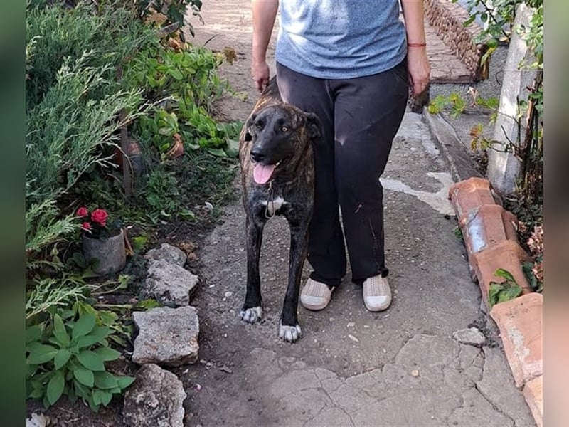 ANDRA ❤  sucht: Zuhause oder Pflegestelle