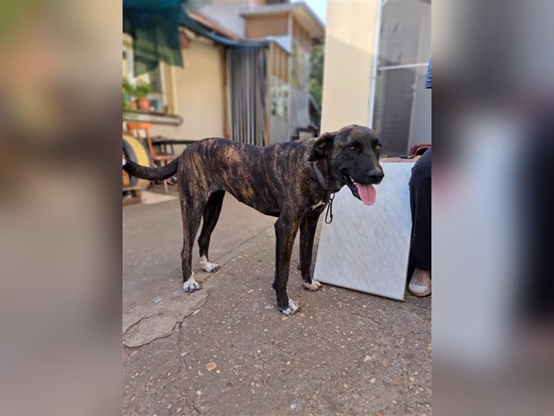 ANDRA ❤  sucht: Zuhause oder Pflegestelle
