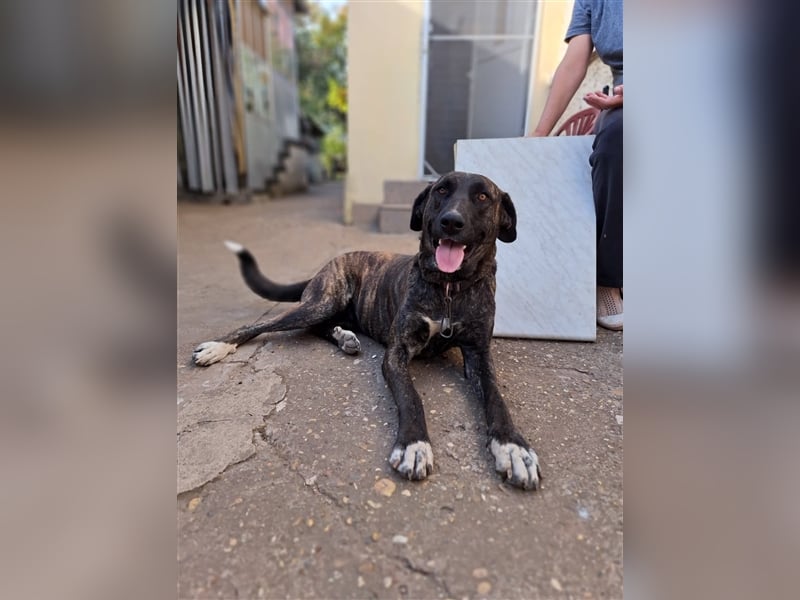 ANDRA ❤  sucht: Zuhause oder Pflegestelle