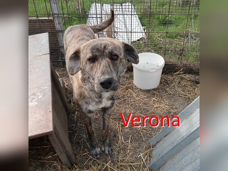 VERONA ❤ sucht Zuhause oder Pflegestelle