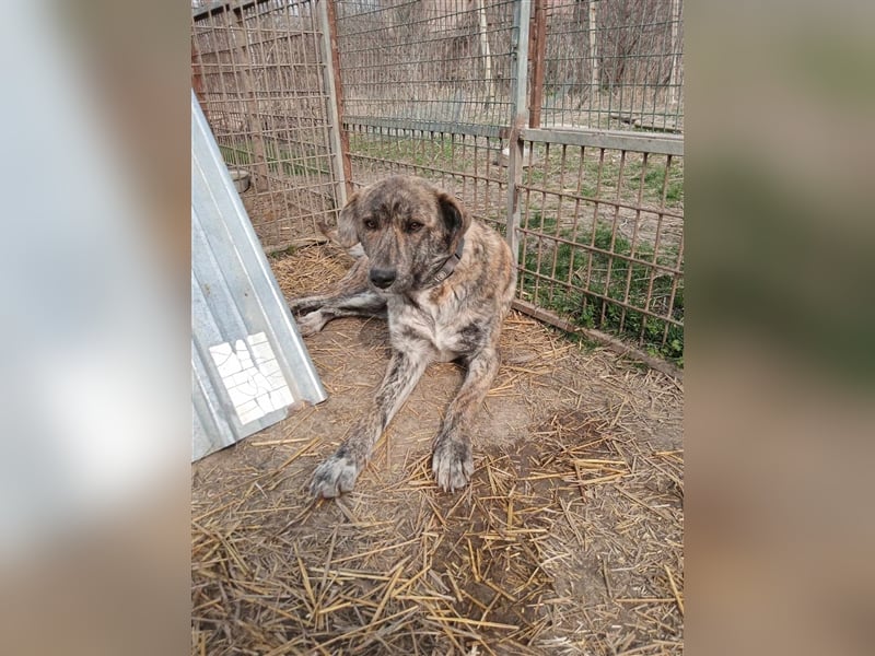 VERONA ❤ sucht Zuhause oder Pflegestelle