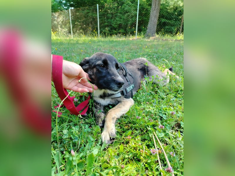 liebe junge Mischlings Welpe Alma sucht ein Zuhause oder Pflegestelle