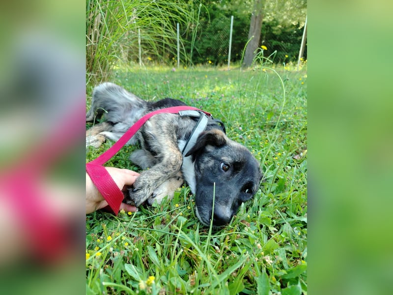 liebe junge Mischlings Welpe Alma sucht ein Zuhause oder Pflegestelle