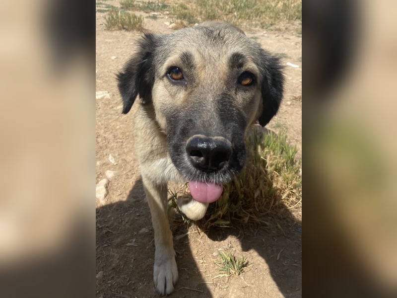 Lewis, geb. ca. 06/2019, lebt in GRIECHENLAND, auf einem Gelände, Hunde werden notdürftig versorgt