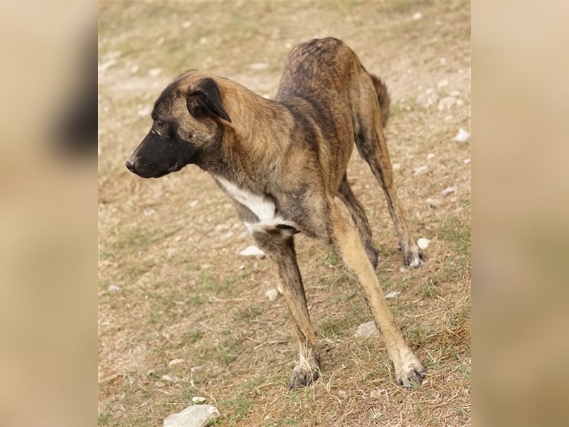 Daria, geb. ca. 12/2022, lebt in GRIECHENLAND, im städt. Tierheim Serres
